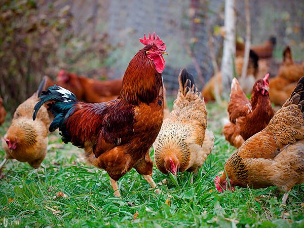 Породы куриц | ЗооТом - продажа, вязка и услуги для животных в Чекалине