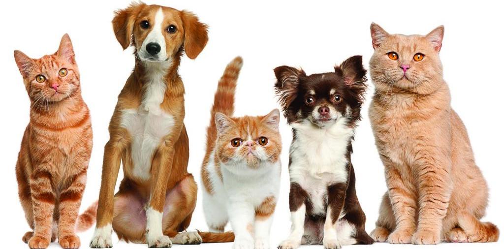 Доска объявлений о животных | ЗооТом - продажа, вязка и услуги для животных в Чекалине