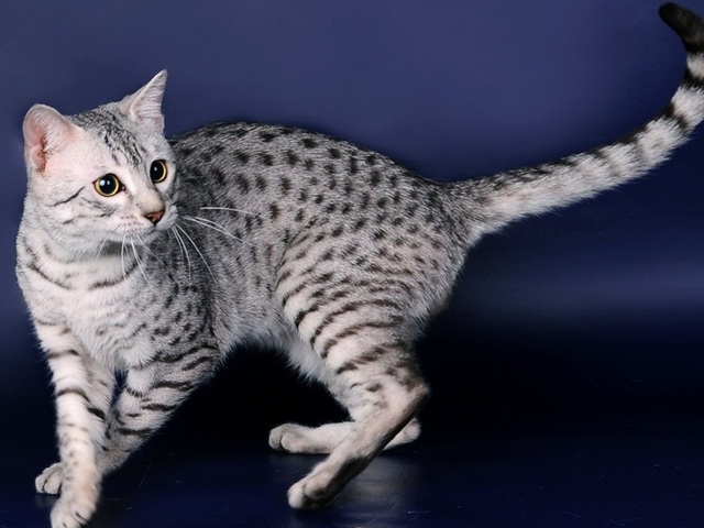 Породы кошек в Чекалине | ЗооТом портал о животных