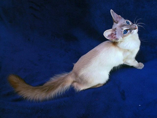 Выведенные породы кошек в Чекалине | ЗооТом портал о животных