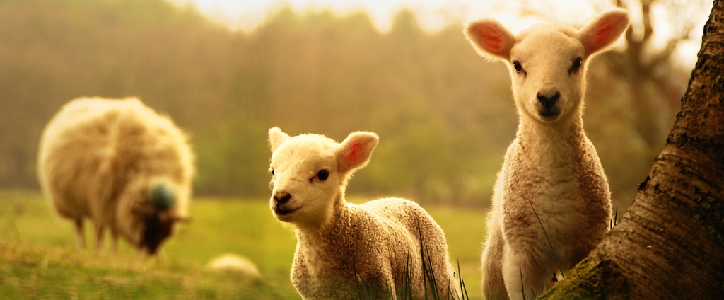 Объявления о сельскохозяйственных животных | ЗооТом - продажа, вязка и услуги для животных в Чекалине