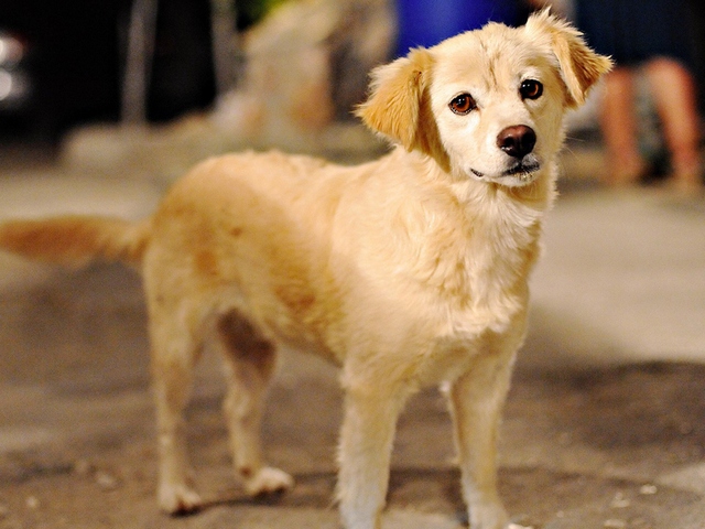 Породы собак в Чекалине | ЗооТом портал о животных