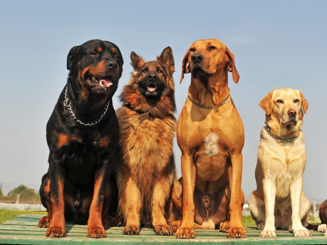 Крупные породы собак в Чекалине | ЗооТом портал о животных